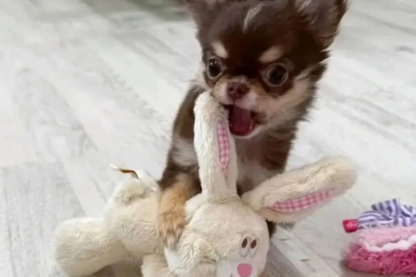 Ogłoszenie - Szczenięta rasy chihuahua dostępne do adopcji.. Zdjęcie 1