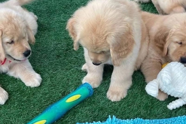 Ogłoszenie - Urocze szczenięta Golden Retrievera. Zdjęcie 2