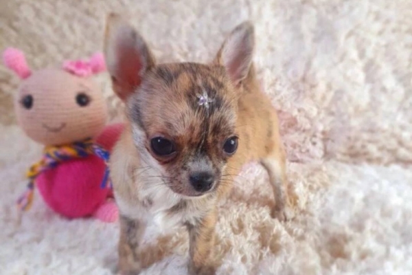 Ogłoszenie - Urocze szczenięta rasy chihuahua dostępne do adopcji.. Zdjęcie 1