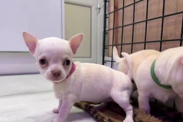 Ogłoszenie - Piękne szczenięta rasy chihuahua czekają na adopcję.. Zdjęcie 1