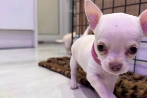 Ogłoszenie - Piękne szczenięta rasy chihuahua czekają na adopcję.. Zdjęcie 2