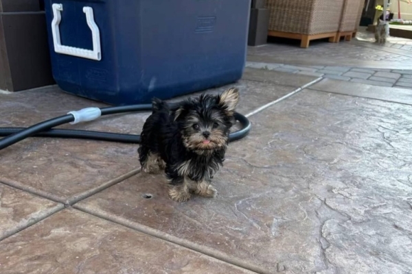 Ogłoszenie - Ostatni dostępny szczeniak rasy yorkshire terrier, za opłatą adopcyjną. Zdjęcie 1