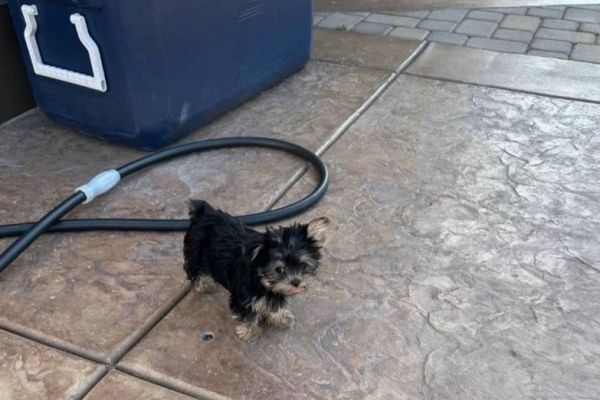 Ogłoszenie - Ostatni dostępny szczeniak rasy yorkshire terrier, za opłatą adopcyjną. Zdjęcie 2
