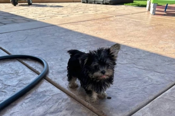 Ogłoszenie - Ostatni dostępny szczeniak rasy yorkshire terrier, za opłatą adopcyjną. Zdjęcie 3