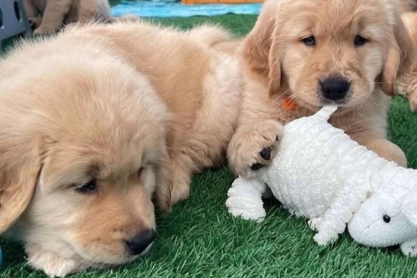 Ogłoszenie - Szczenięta rasy Golden Retriever dostępne do adopcji.. Zdjęcie 1