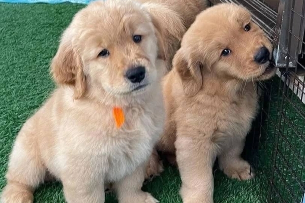 Ogłoszenie - Szczenięta rasy Golden Retriever dostępne do adopcji.. Zdjęcie 2