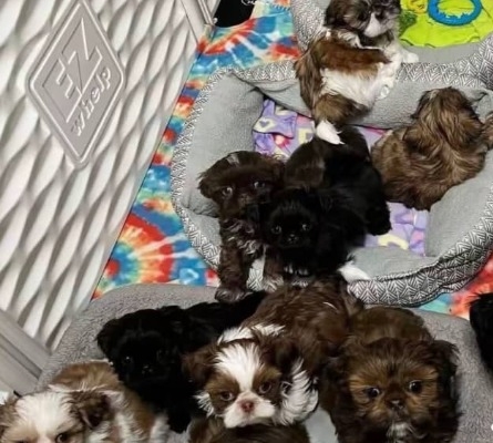 Ogłoszenie - Szczenięta rasy Shih Tzu szukają nowych domów.. Zdjęcie 1