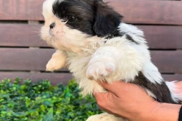 Ogłoszenie - Szczenięta rasy Shih Tzu szukają nowych domów.. Zdjęcie 2