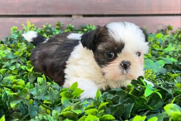 Ogłoszenie - Szczenięta rasy Shih Tzu szukają nowych domów.. Zdjęcie 3