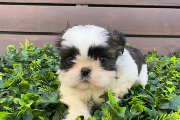 Ogłoszenie - Szczenięta rasy Shih Tzu szukają nowych domów.. Zdjęcie 4