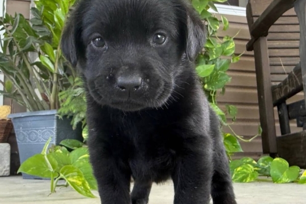 Ogłoszenie - Szczenięta czarnego labradora retrievera. Zdjęcie 1