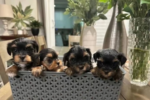 Ogłoszenie - Ostatni dostępny u nas rasowy yorkshire terrier, za opłatą za adopcję.. Zdjęcie 1