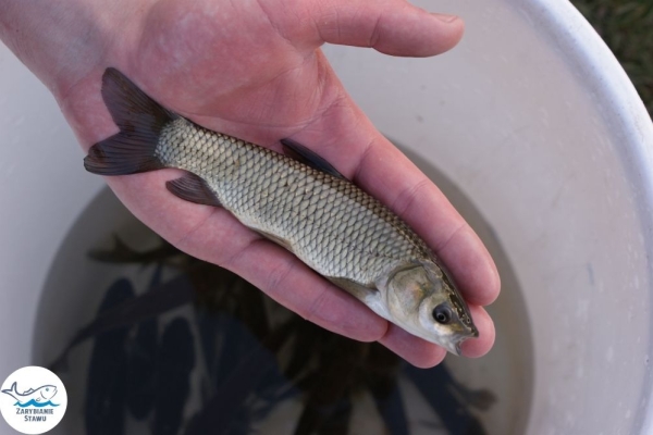 Ogłoszenie - Narybek karp amur tołpyga (węgorz lin sum sandacz jesiotr) zarybianiestawu. Zdjęcie 2