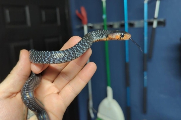 Ogłoszenie - Drymarchon couperi for sale. Zdjęcie 2