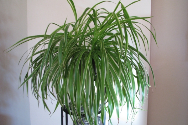 Ogłoszenie - Zielistka Sternberga – piękny, zdrowy, duży kwiat doniczkowy. Zdjęcie 3