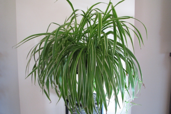 Ogłoszenie - Zielistka Sternberga – piękny, zdrowy, duży kwiat doniczkowy. Zdjęcie 4