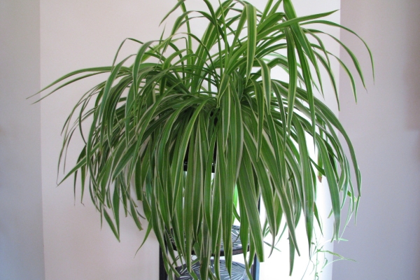 Ogłoszenie - Zielistka Sternberga – piękny, zdrowy, duży kwiat doniczkowy. Zdjęcie 1