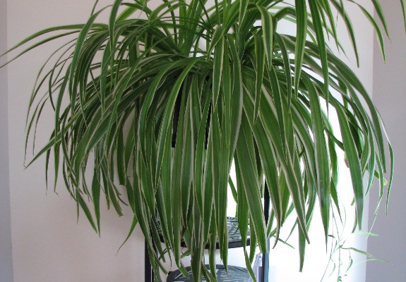 Ogłoszenie - Zielistka Sternberga – piękny, zdrowy, duży kwiat doniczkowy. Zdjęcie 2