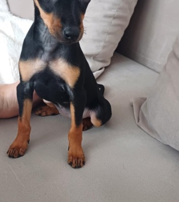 Ogłoszenie - Pinczer miniaturka. Zdjęcie 1