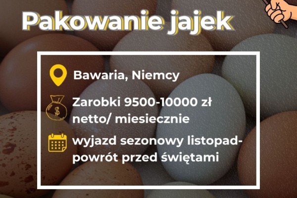 Ogłoszenie - Pracownik sezonowy – pakowanie jajek (wyjazd do świąt). Zdjęcie 1