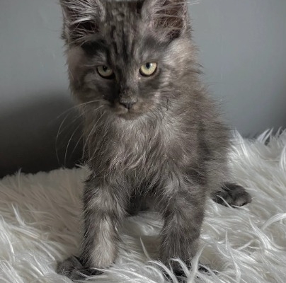 Ogłoszenie - TICA Registered ACTIVE Black Smoke Male and Female. Zdjęcie 2
