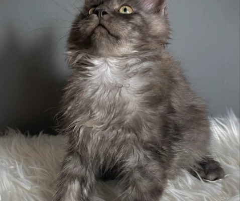 Ogłoszenie - TICA Registered ACTIVE Black Smoke Male and Female. Zdjęcie 4