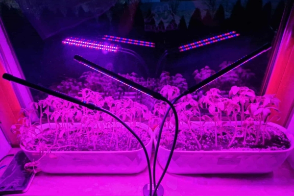 Ogłoszenie - Lampa do roślin Kobi Led 10W. Zdjęcie 2