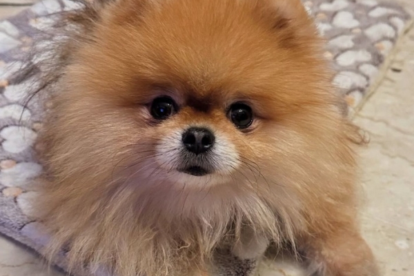 Ogłoszenie - Mam piękną suczkę rasy pomeranian, która szuka nowego domu.. Zdjęcie 2