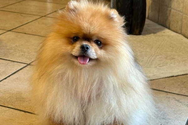 Ogłoszenie - Mam piękną suczkę rasy pomeranian, która szuka nowego domu.. Zdjęcie 3