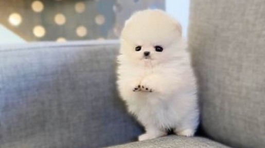 Ogłoszenie - Sprzedam zdrowe szczenięta rasy pomeranian filiżankowy.. Zdjęcie 1