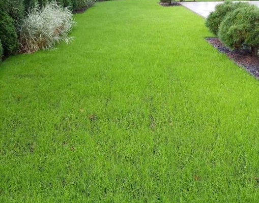 Ogłoszenie - Usługi ogrodnicze. Zdjęcie 1