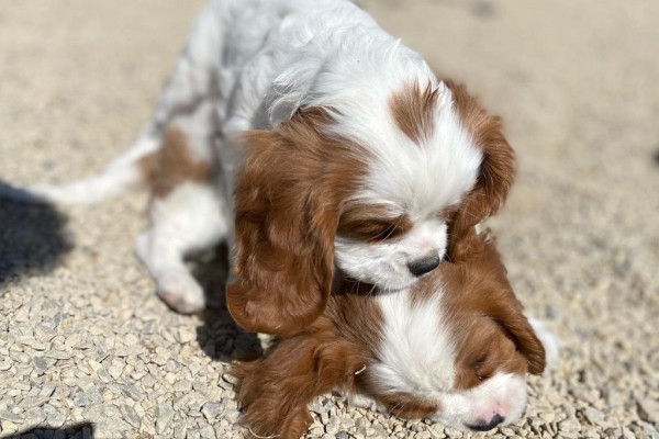 Ogłoszenie - Szczenięta Cavalier dostępne. Zdjęcie 2