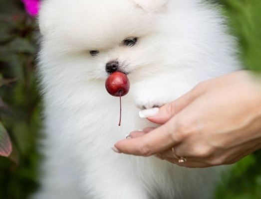 Ogłoszenie - Szczenięta miniaturowe pomeranian. Zdjęcie 2