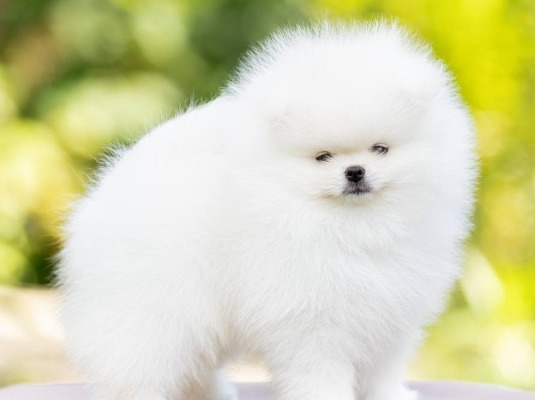 Ogłoszenie - Szczenięta miniaturowe pomeranian. Zdjęcie 1