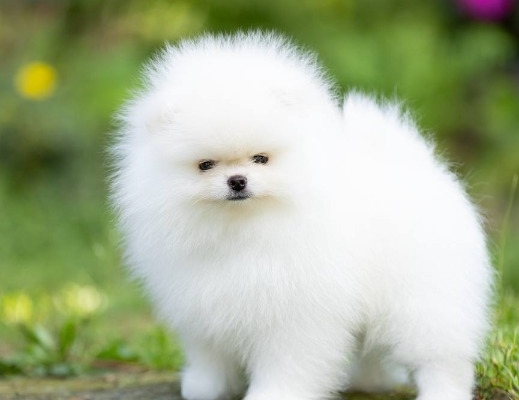 Ogłoszenie - Szczenięta miniaturowe pomeranian. Zdjęcie 3