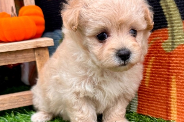 Ogłoszenie - Szczenięta Maltipoo. Zdjęcie 2