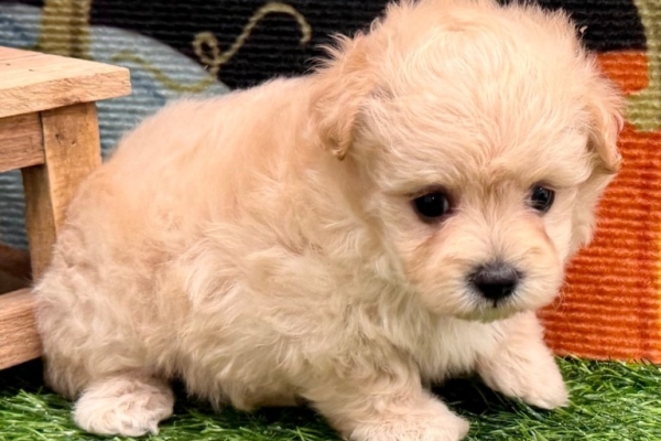 Ogłoszenie - Szczenięta Maltipoo. Zdjęcie 1