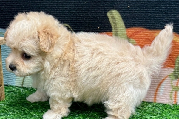 Ogłoszenie - Szczenięta Maltipoo. Zdjęcie 3