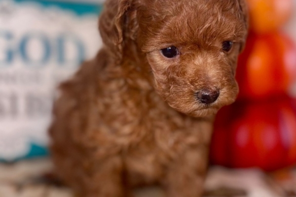 Ogłoszenie - Szczenięta pudla toy. Zdjęcie 1