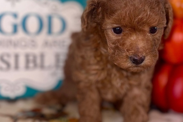 Ogłoszenie - Szczenięta pudla toy. Zdjęcie 2