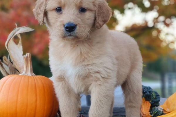 Ogłoszenie - Szczenięta golden retrievera. Zdjęcie 1