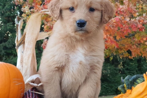 Ogłoszenie - Szczenięta golden retrievera. Zdjęcie 3