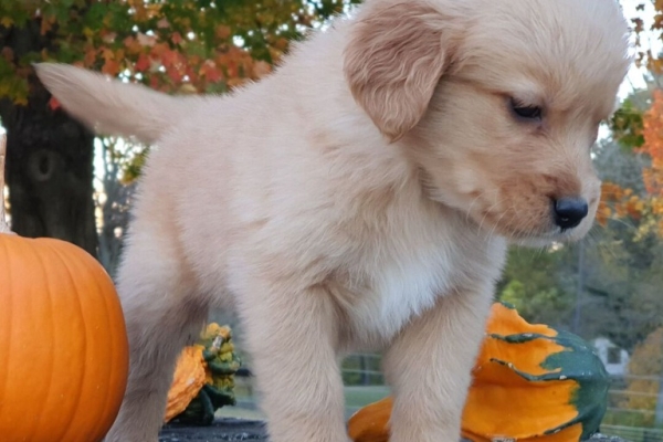Ogłoszenie - Szczenięta golden retrievera. Zdjęcie 2