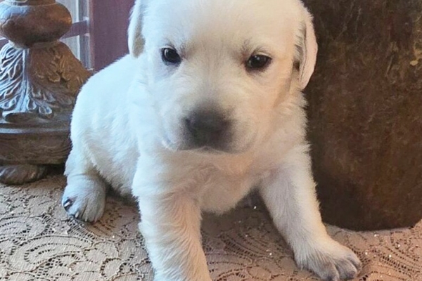 Ogłoszenie - Szczenięta labradora retrievera. Zdjęcie 3