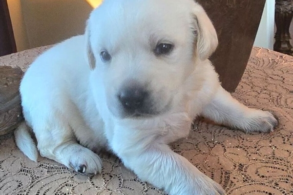 Ogłoszenie - Szczenięta labradora retrievera. Zdjęcie 2