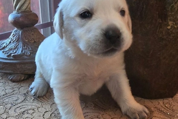 Ogłoszenie - Szczenięta labradora retrievera. Zdjęcie 1