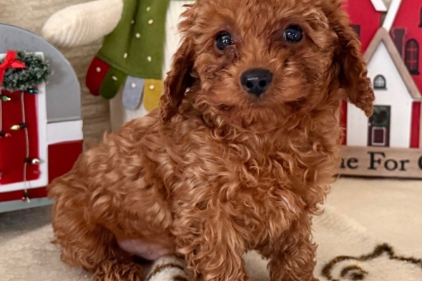 Ogłoszenie - Szczenięta pudla WhatsApp +16063318962. Zdjęcie 2