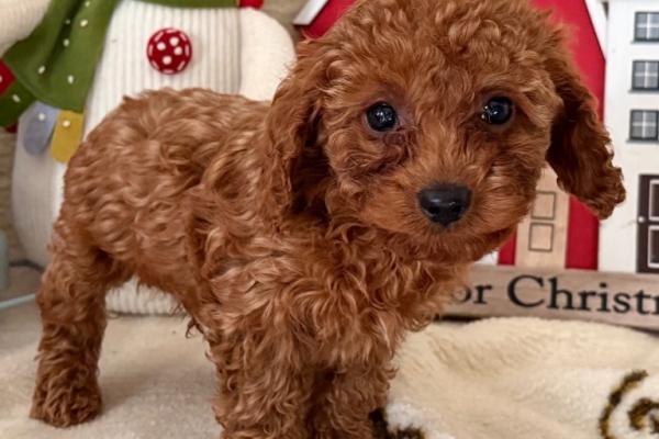 Ogłoszenie - Szczenięta pudla WhatsApp +16063318962. Zdjęcie 1