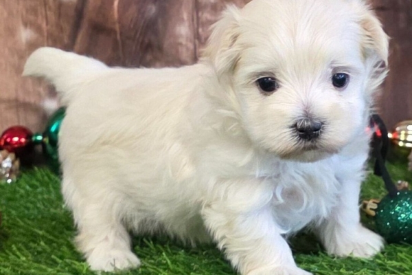 Ogłoszenie - Urocze szczenięta maltańskie. Zdjęcie 3