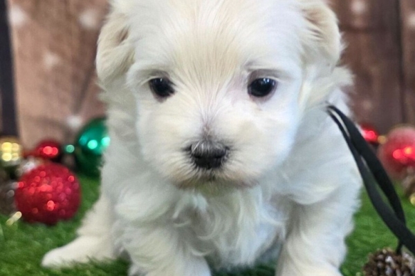 Ogłoszenie - Urocze szczenięta maltańskie. Zdjęcie 2